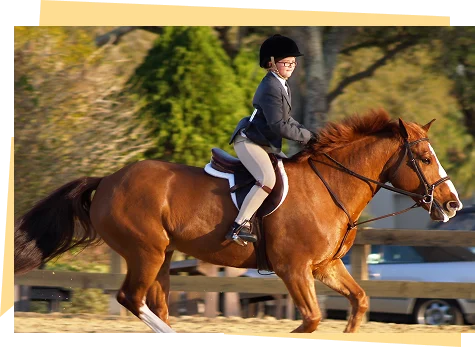 Horse Shows