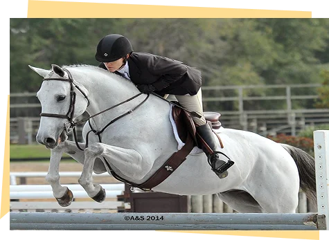 Horse Riding Lessons