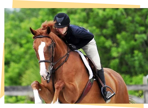 Horse Sales Consignment